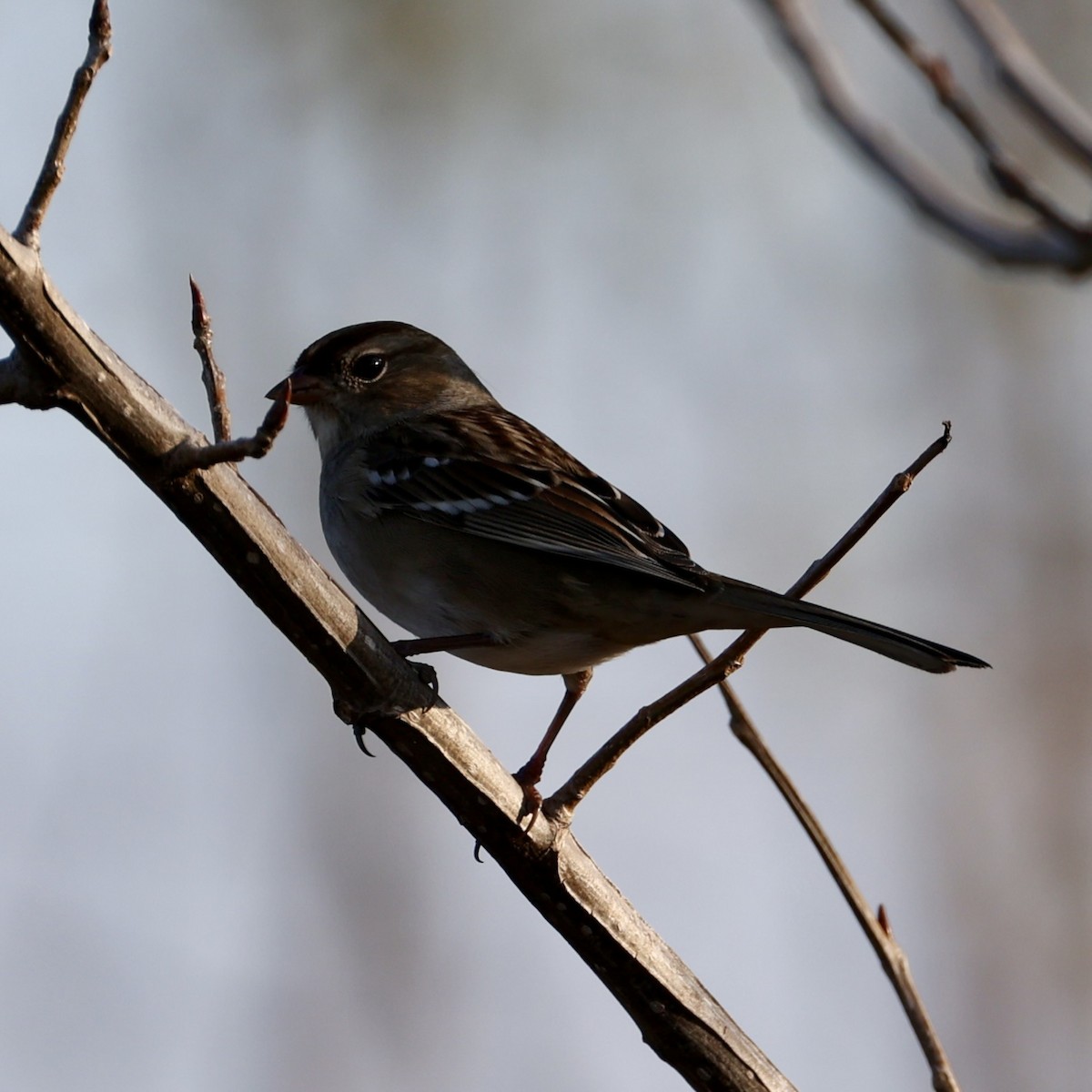 White-crowned Sparrow - ML644555575