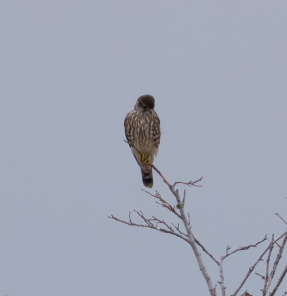 Хайргууна шонхор - ML644555577