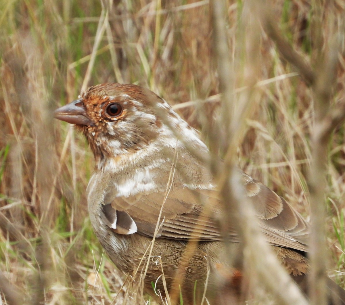 California Towhee - ML644555578