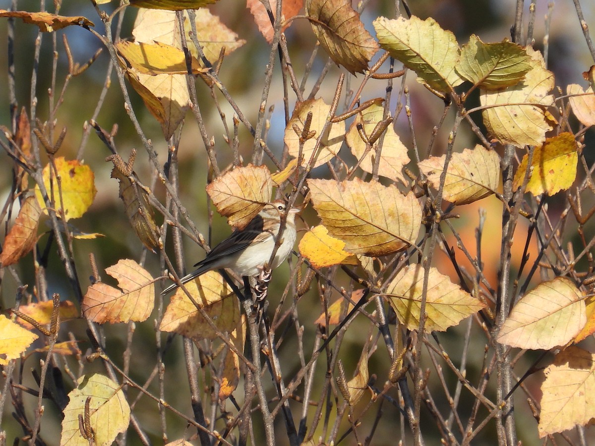 Chipping Sparrow - ML644555581