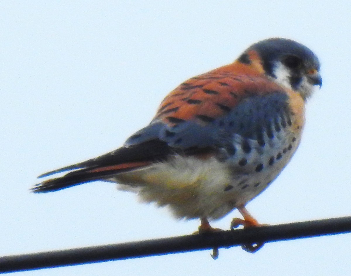 American Kestrel - ML644555582
