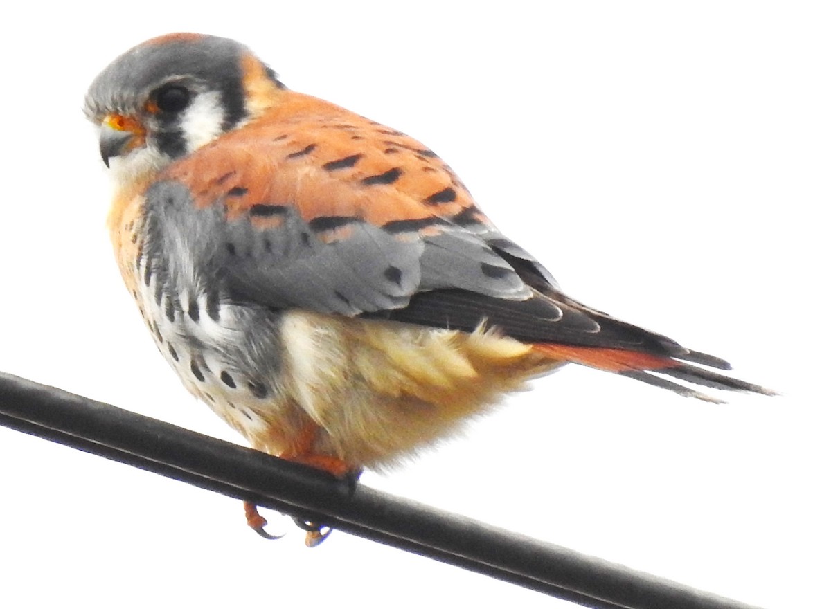 American Kestrel - ML644555583
