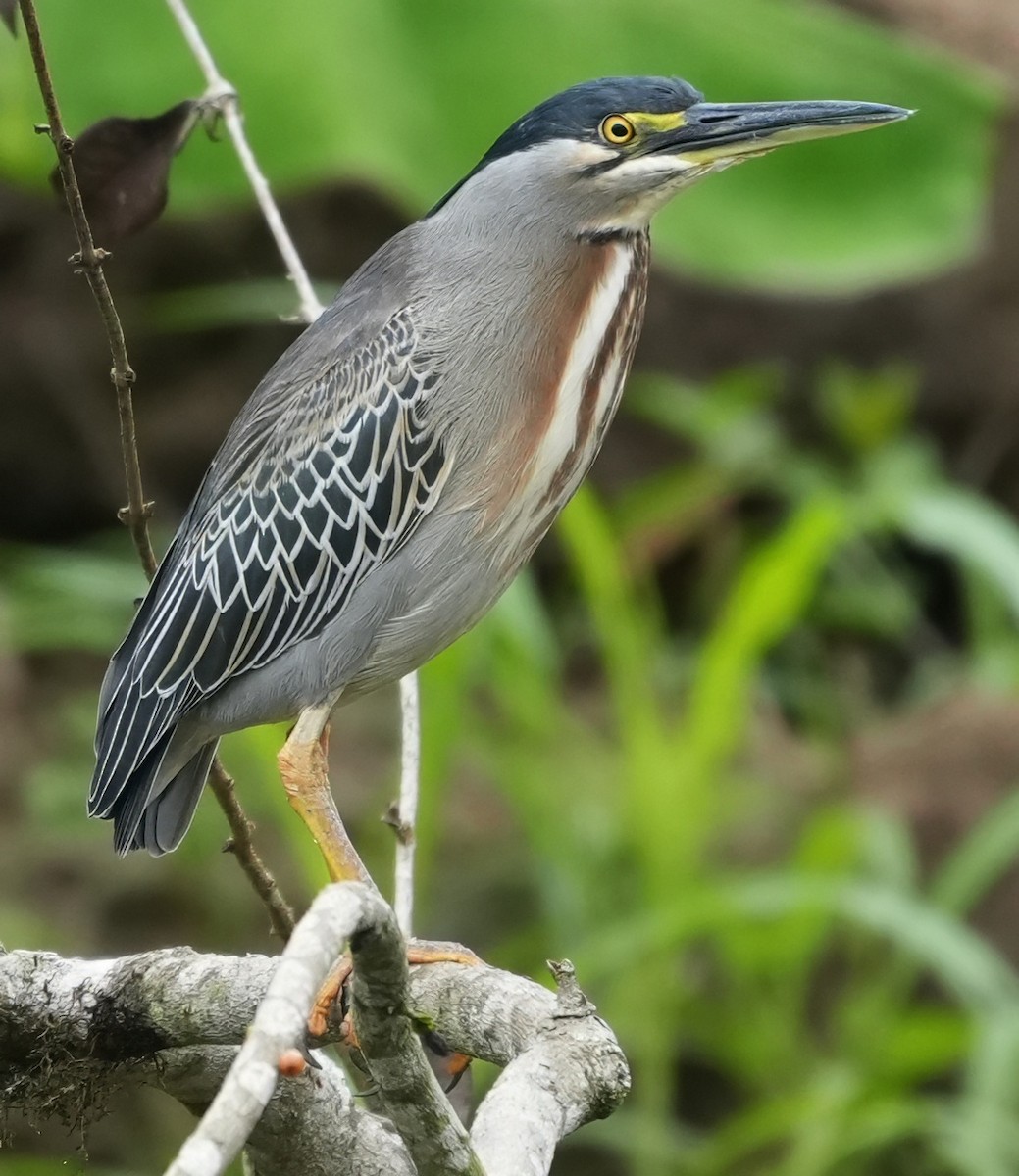 Striated Heron - ML644555585