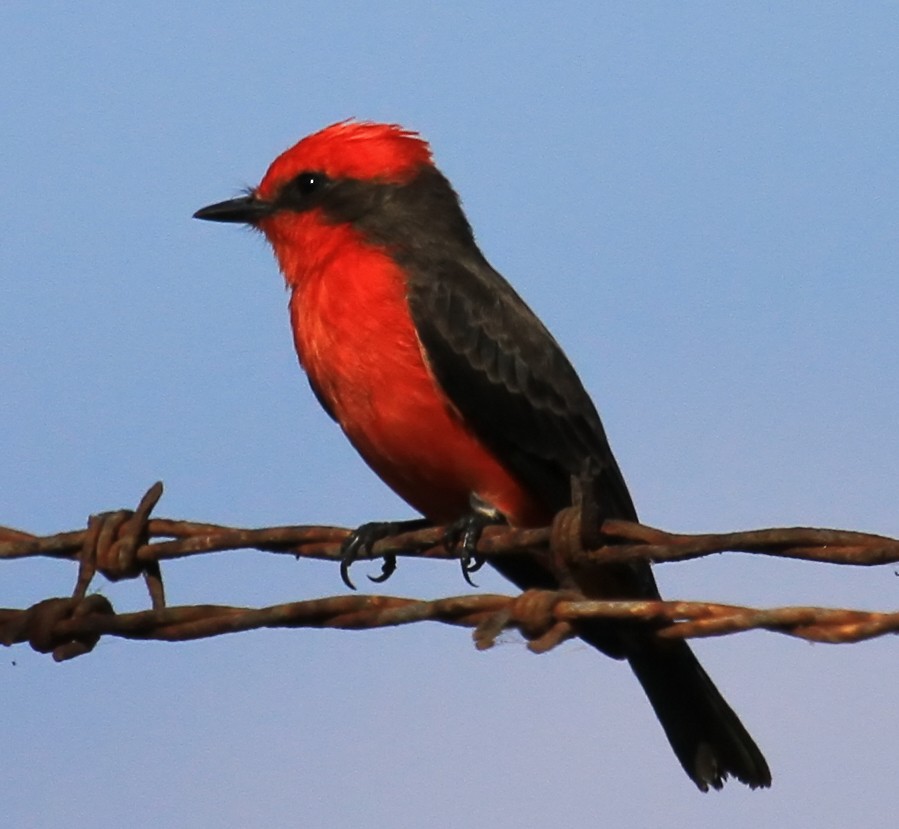 Vermilion Flycatcher - ML644555586