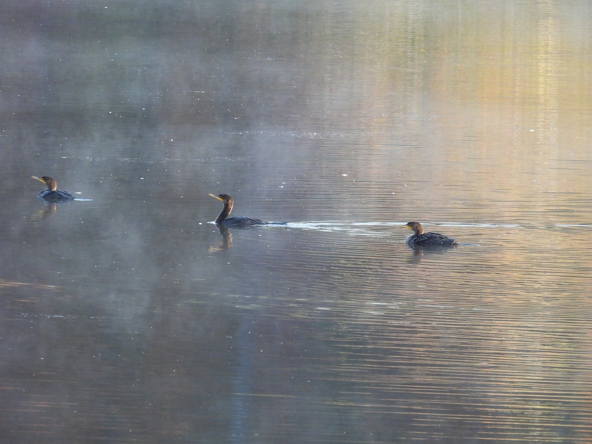 Double-crested Cormorant - ML644555588