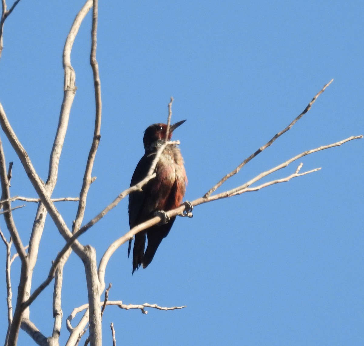 Lewis's Woodpecker - ML644555589