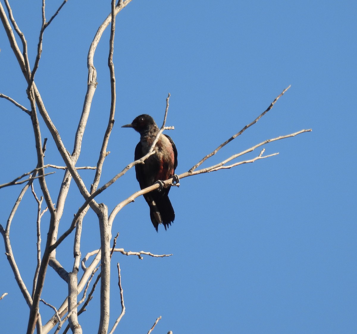 Lewis's Woodpecker - ML644555590