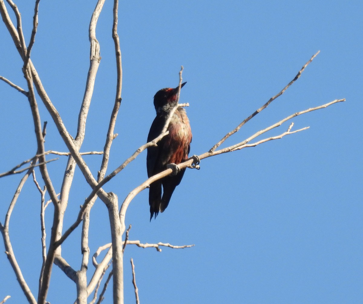 Lewis's Woodpecker - ML644555591