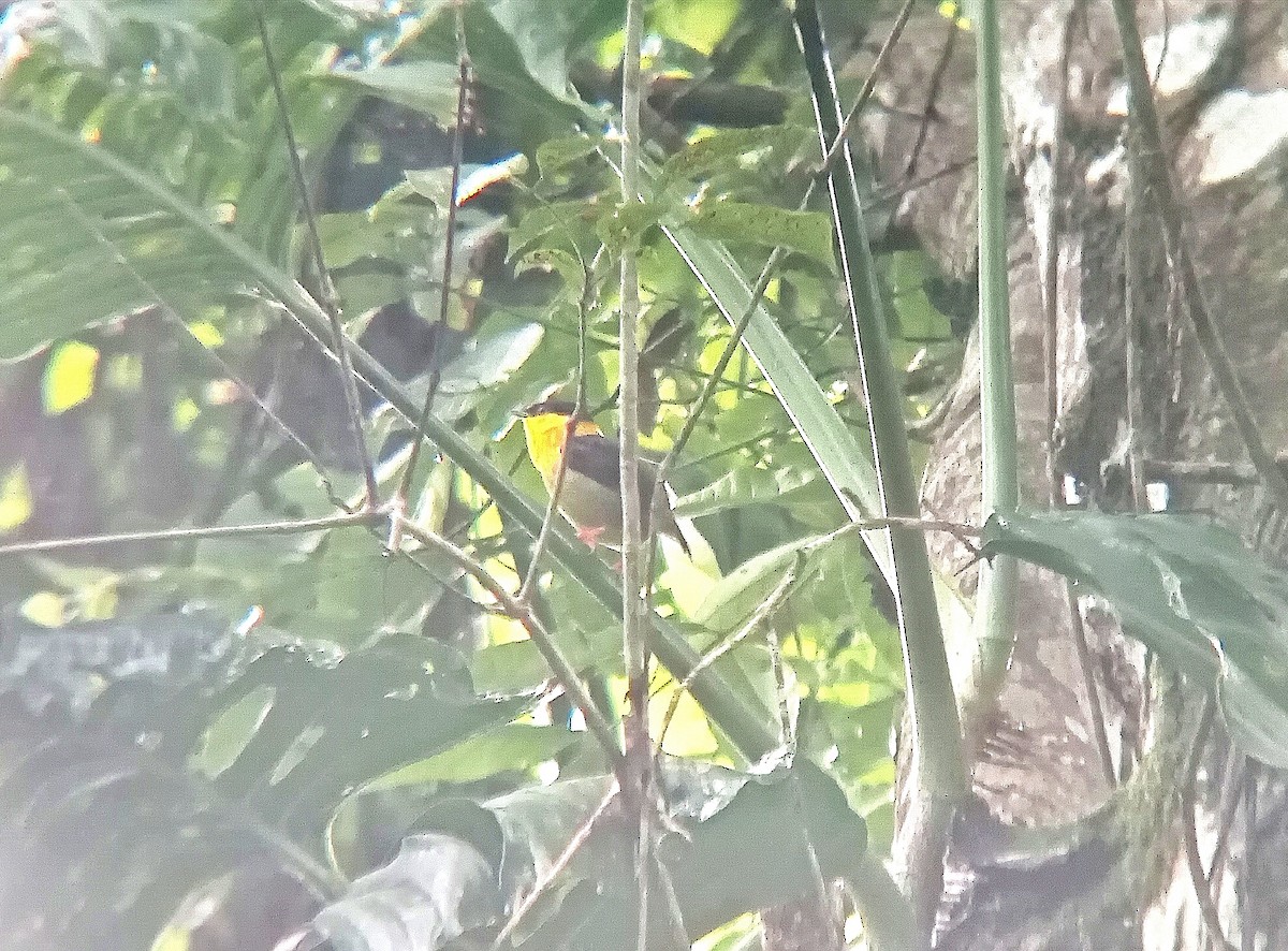 Golden-collared Manakin - ML644555592