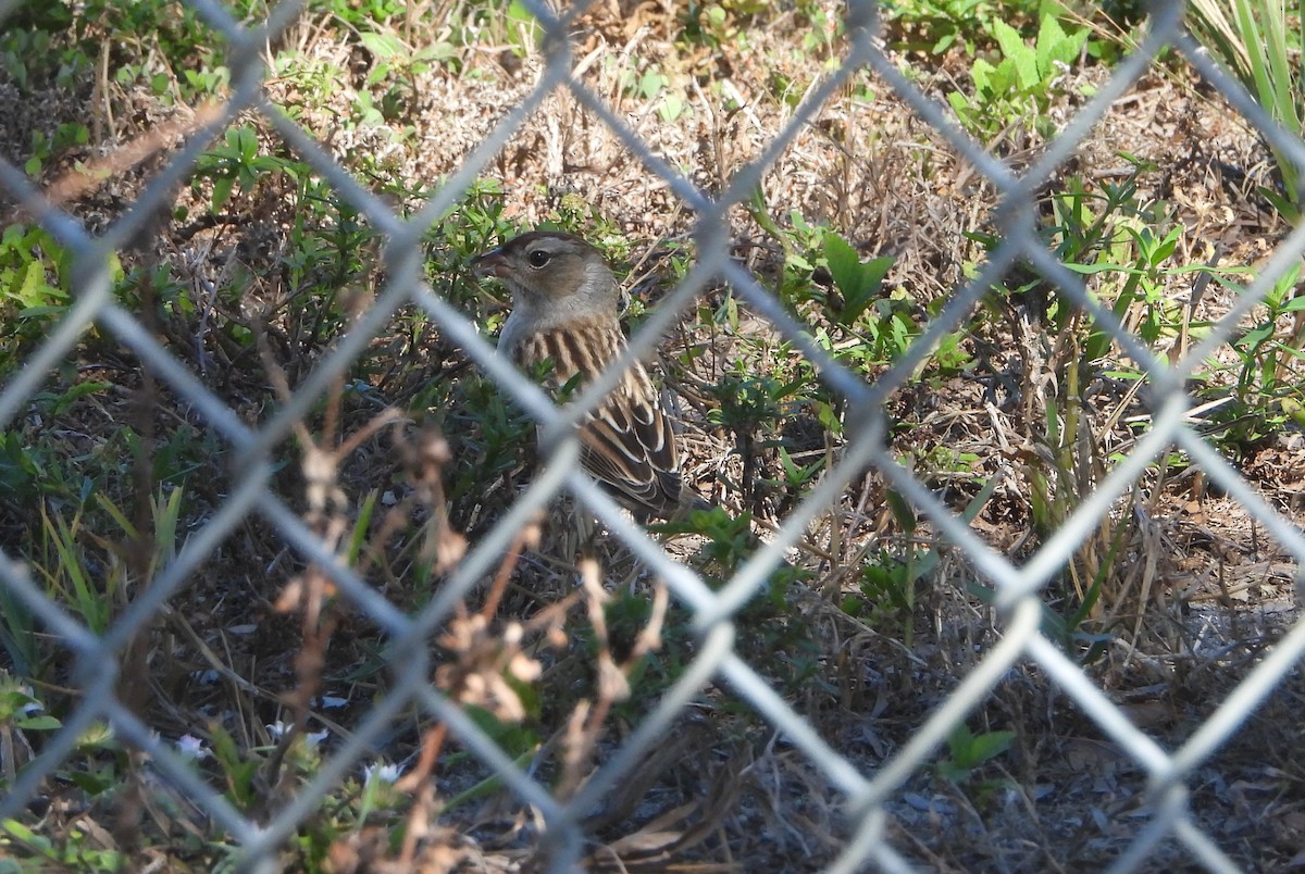 White-crowned Sparrow - ML644555593