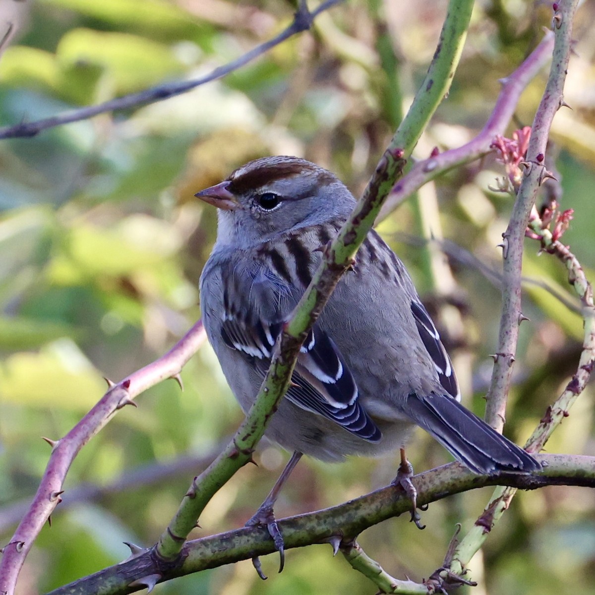 White-crowned Sparrow - ML644555594