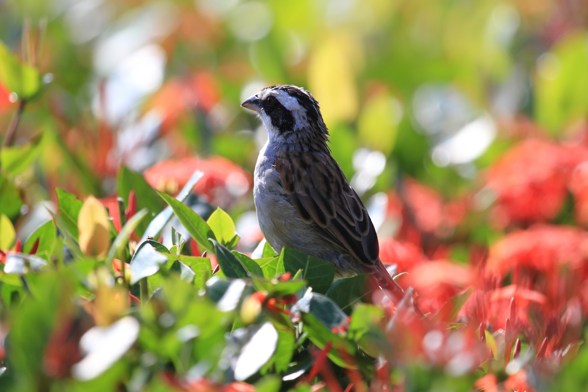 Stripe-headed Sparrow - ML644555595