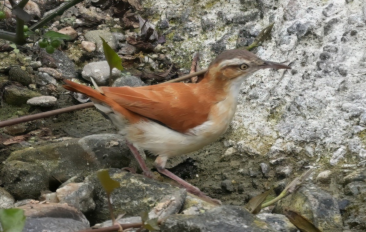 Pacific Hornero - ML644555597