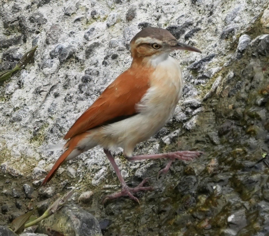 Pacific Hornero - ML644555598