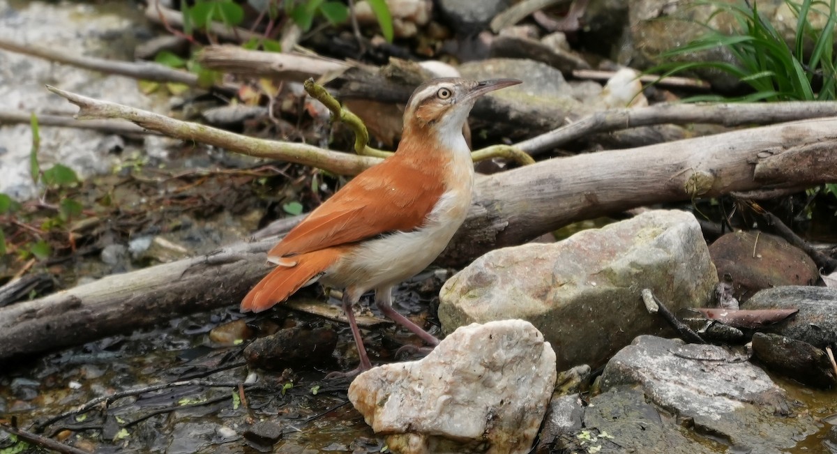 Pacific Hornero - ML644555599