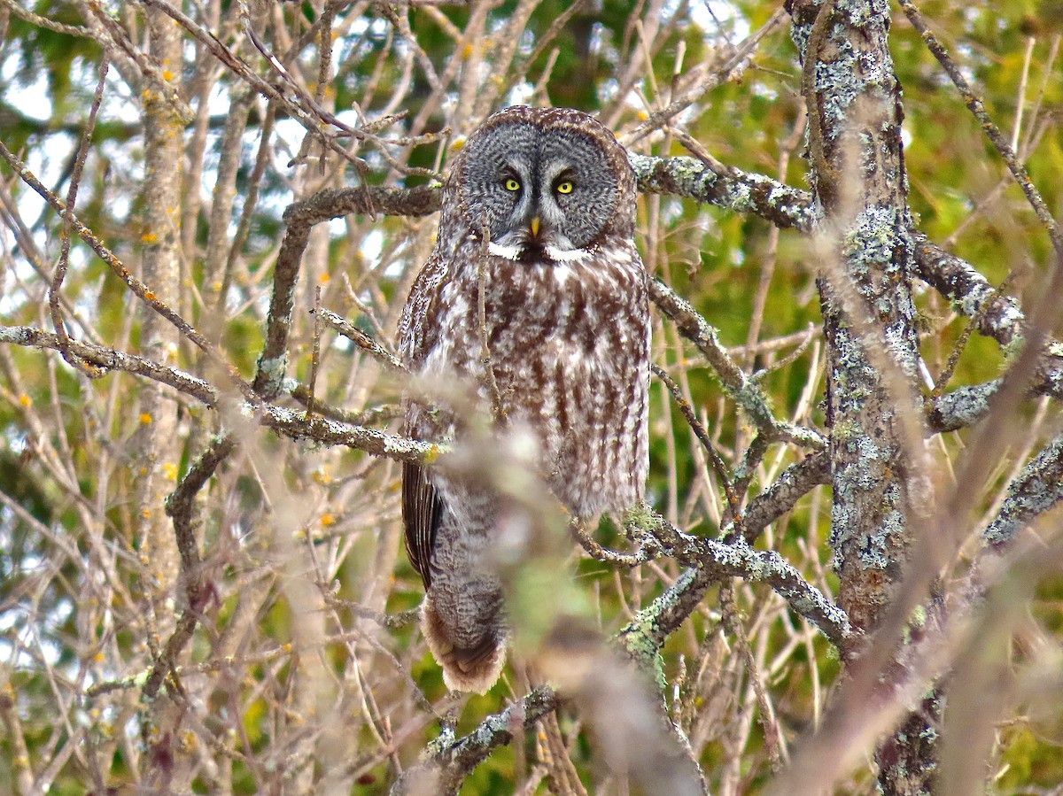 Угалзан бэгбаатар - ML644555600