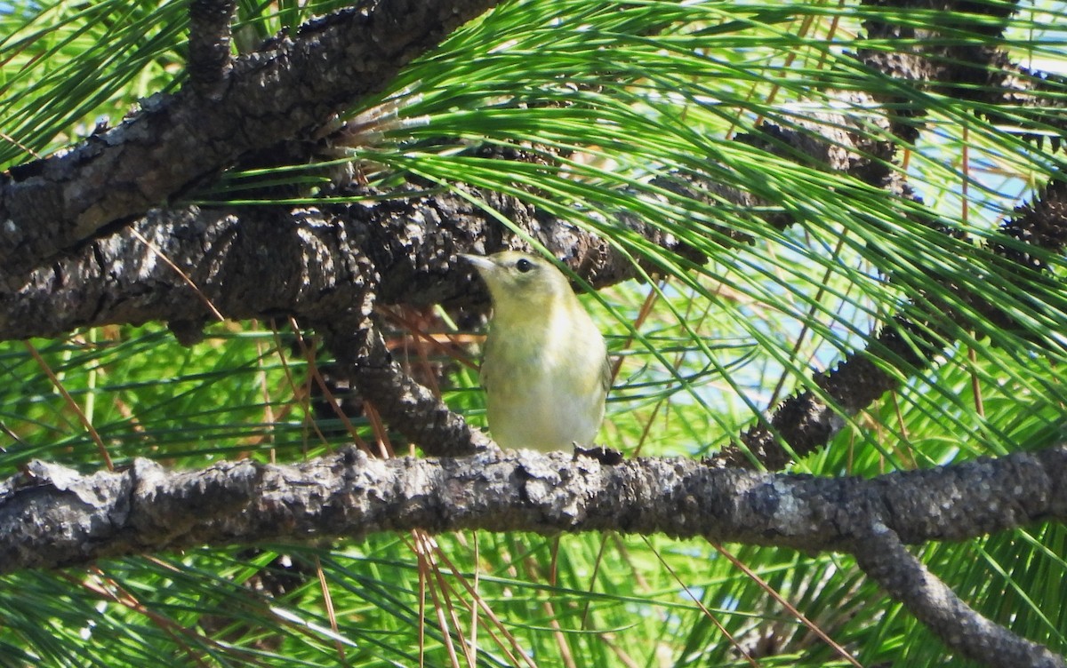Tennessee Warbler - ML644555605