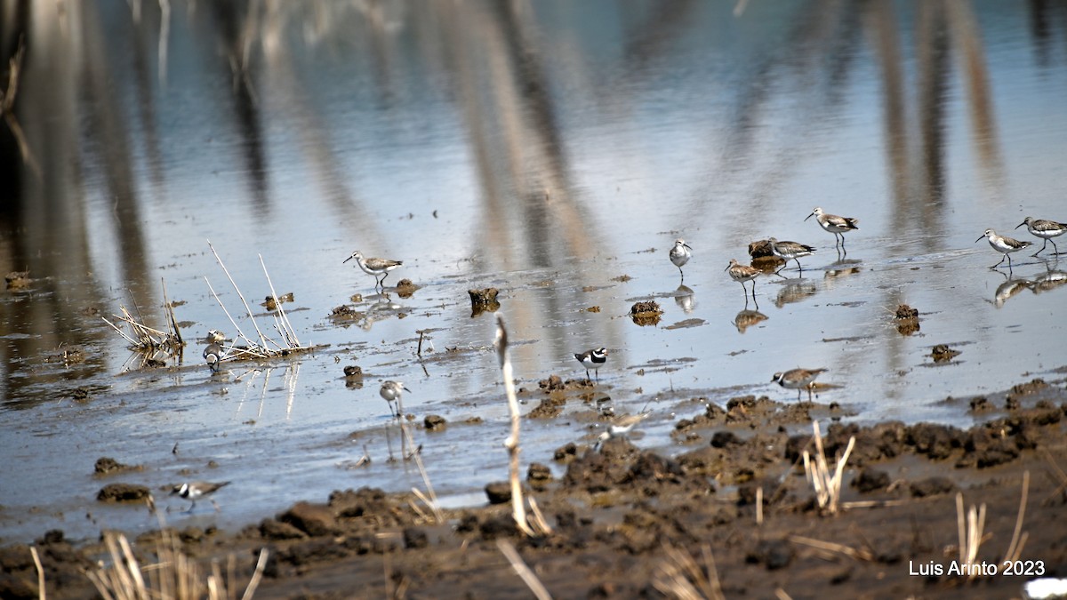 Common Ringed Plover - ML644555606
