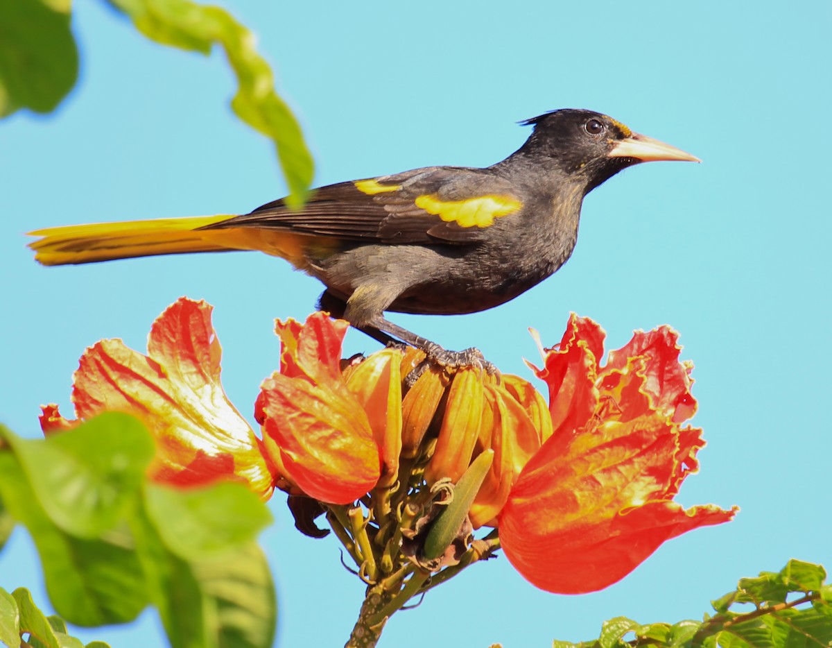 Yellow-winged Cacique - ML644555607