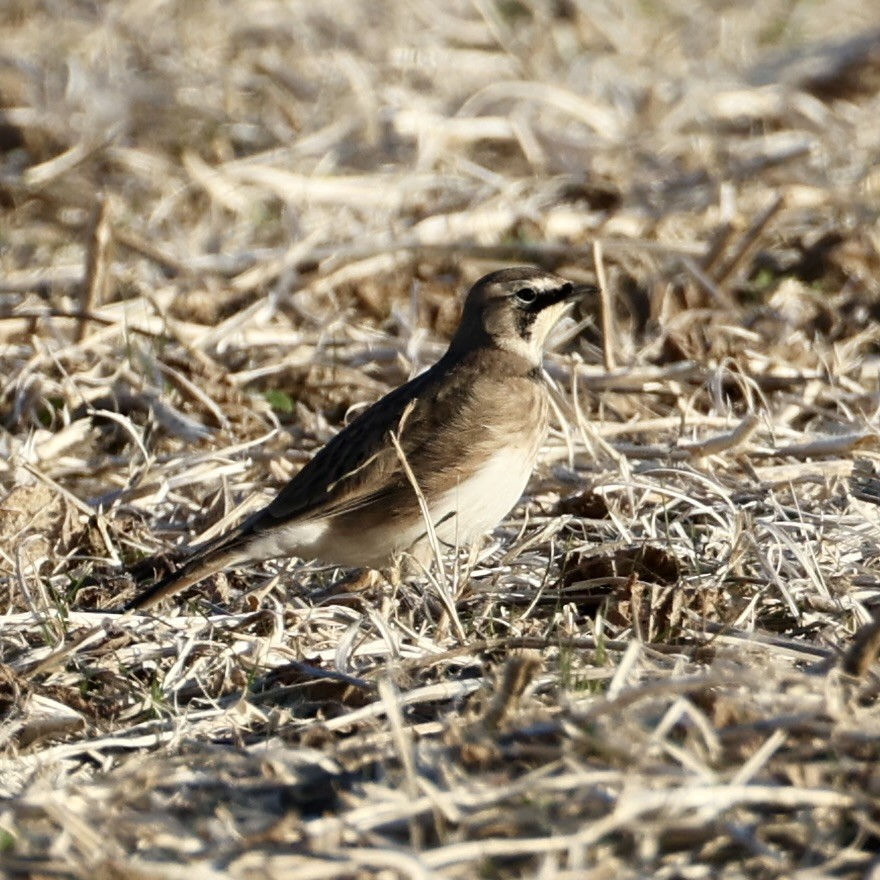 Жайворонок рогатий - ML644555608