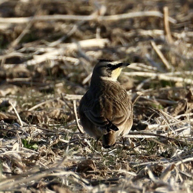 Жайворонок рогатий - ML644555611