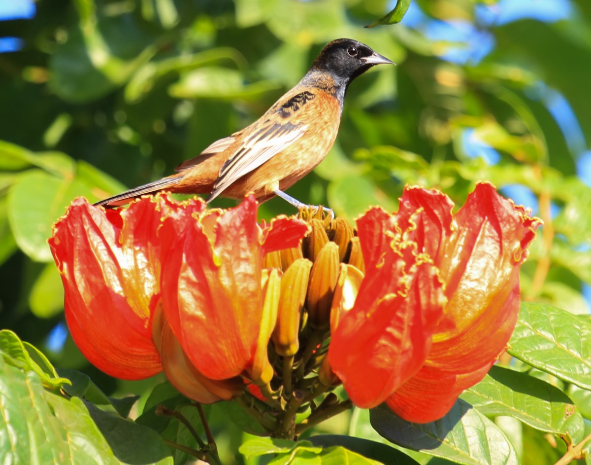Orchard Oriole - ML644555613