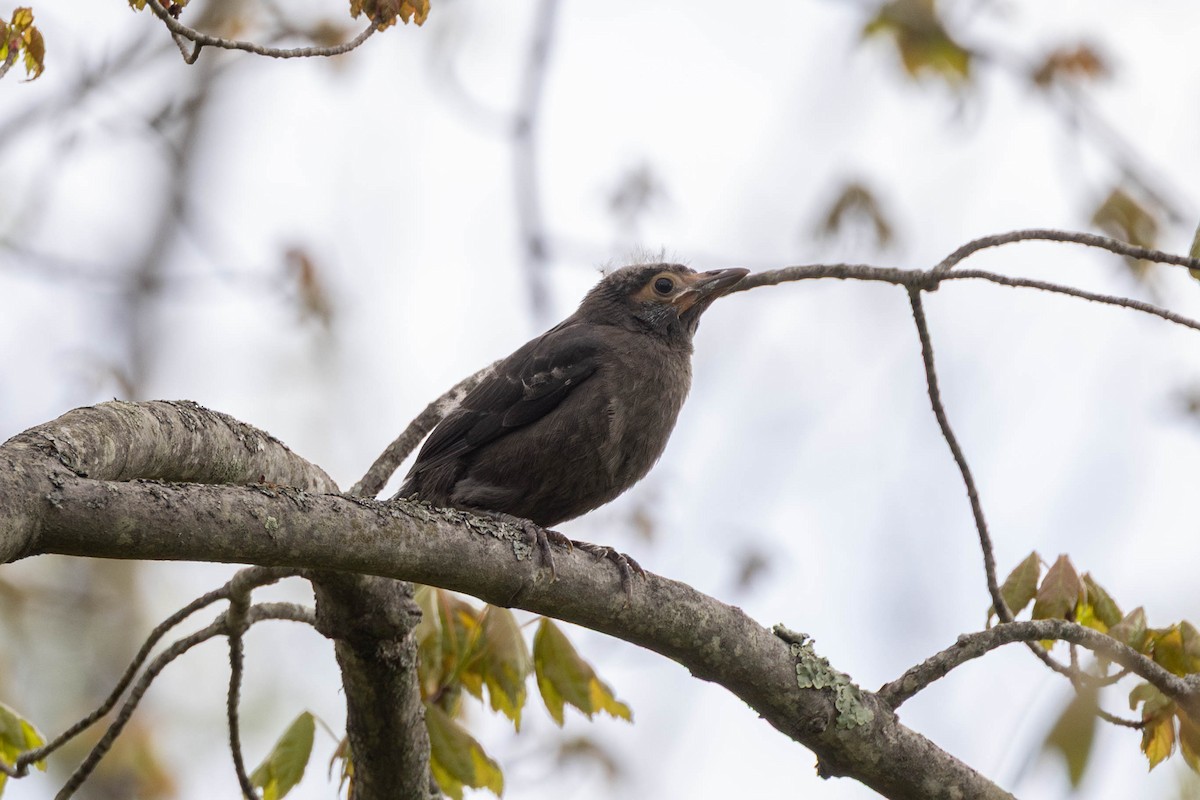 Quiscale bronzé - ML644555616