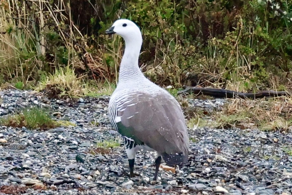 Ouette de Magellan - ML644555617