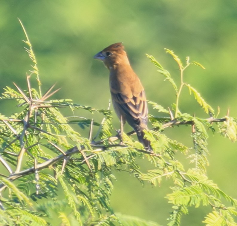 Blue Grosbeak - ML644555622