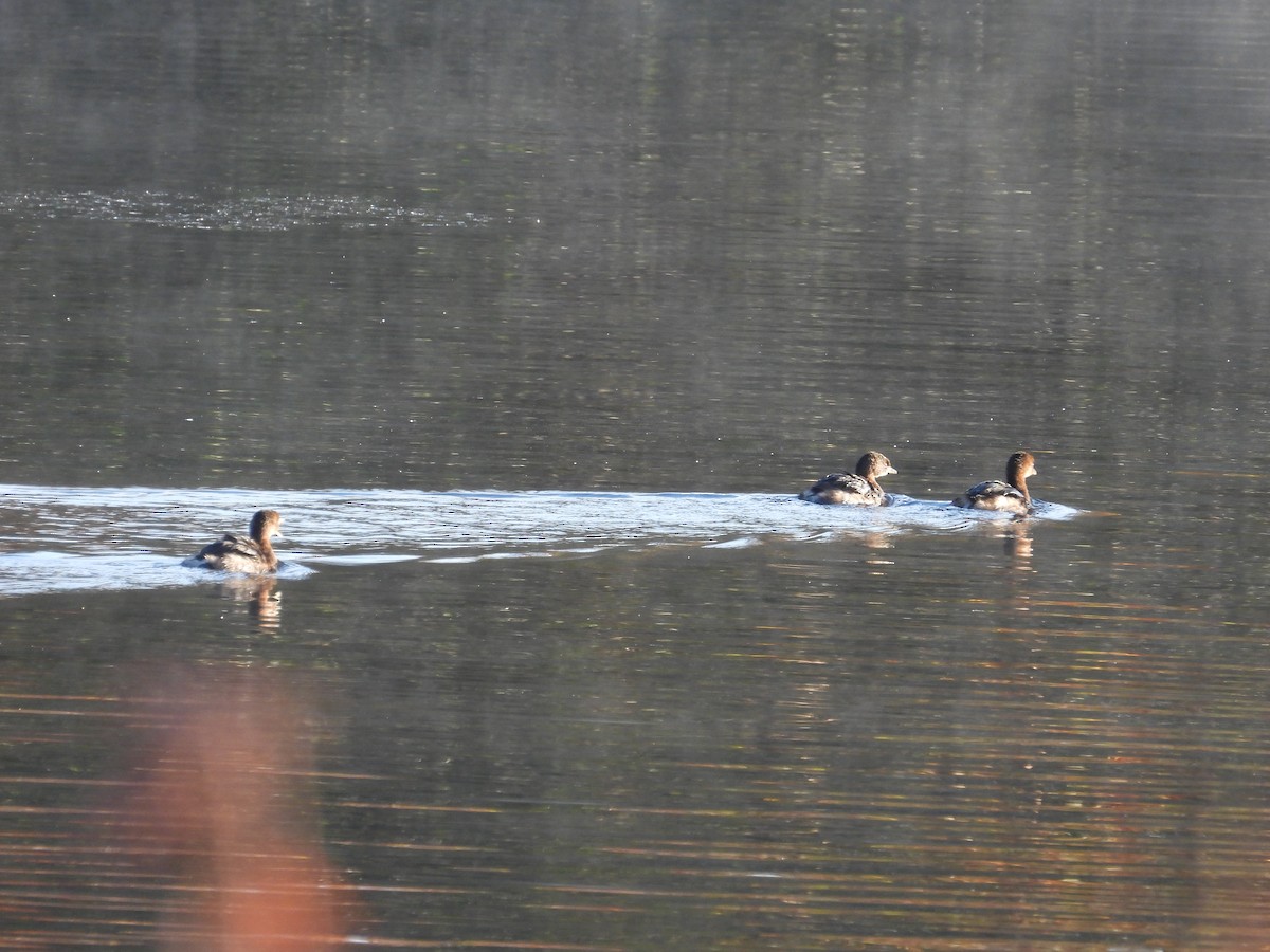 ringnebbdykker - ML644555623