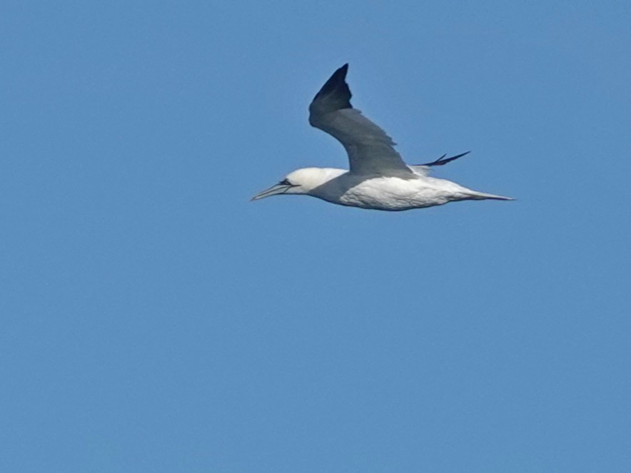 Сула атлантична - ML644555626