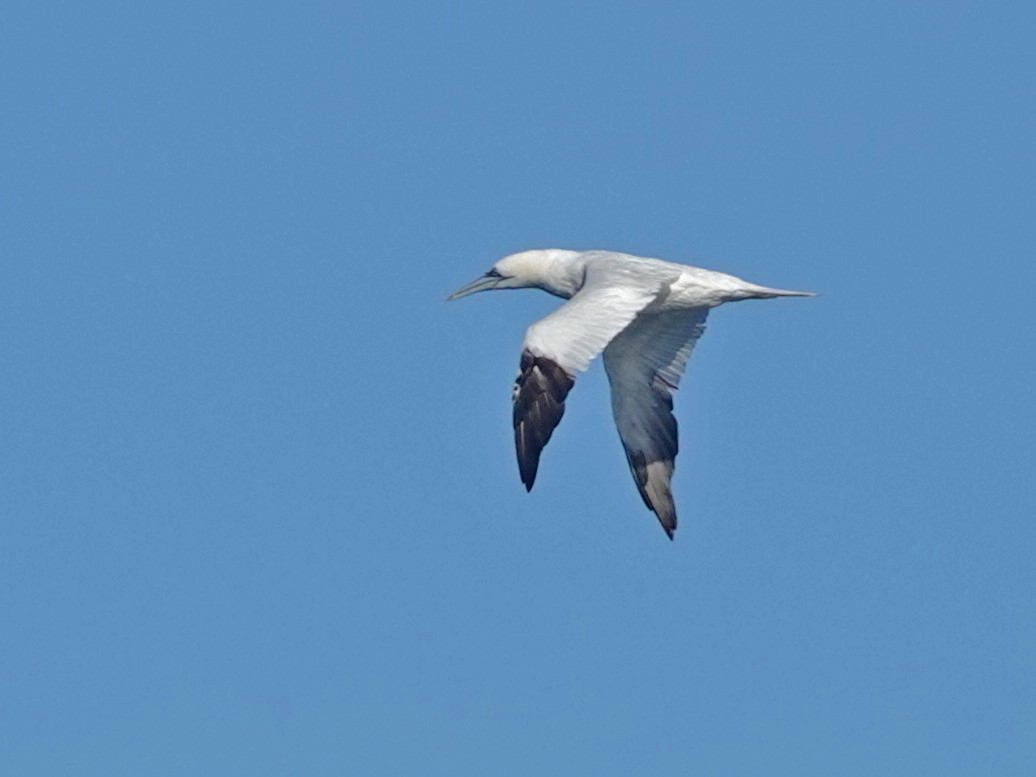 Сула атлантична - ML644555628