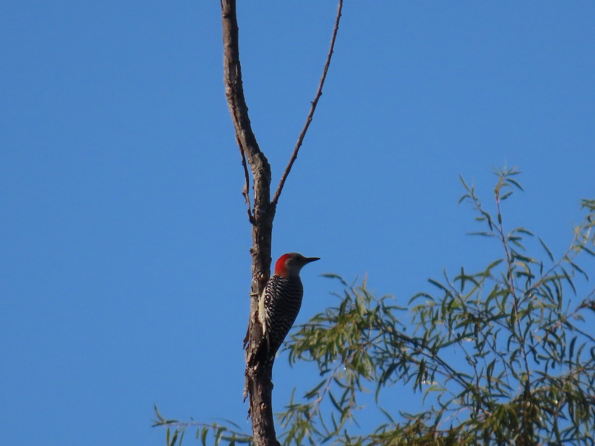 シマセゲラ - ML644555629