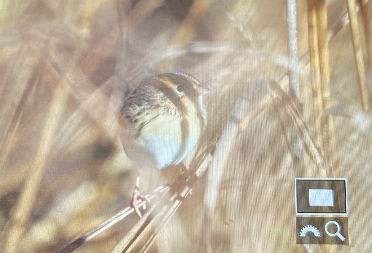 LeConte's Sparrow - ML644555632