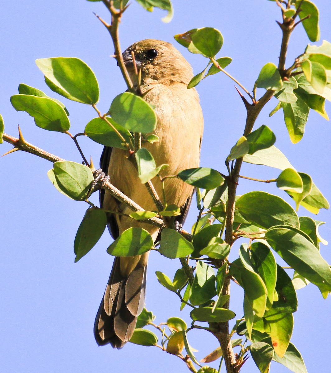 Cinnamon-rumped Seedeater - ML644555637
