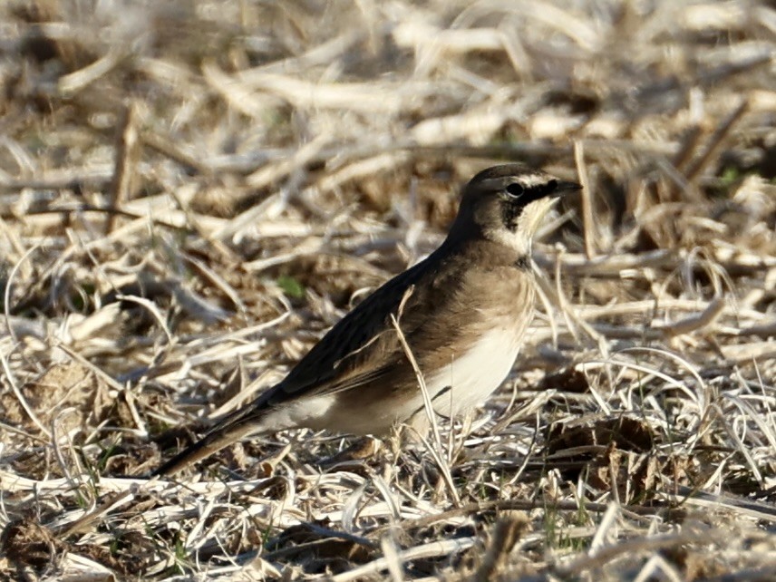 Жайворонок рогатий - ML644555643