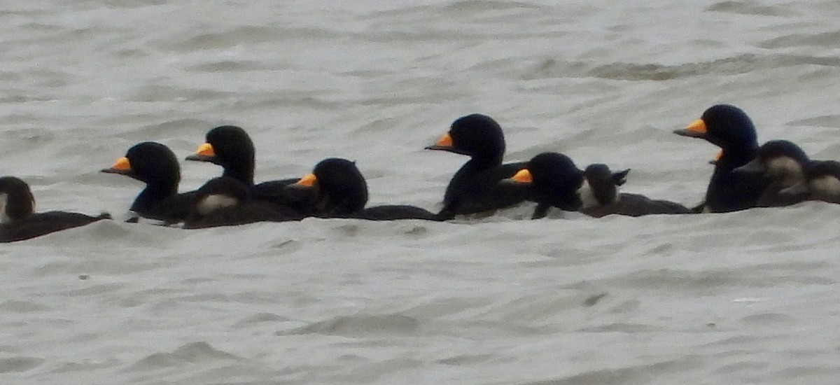 Ahatebeltz amerikarra - ML644555658