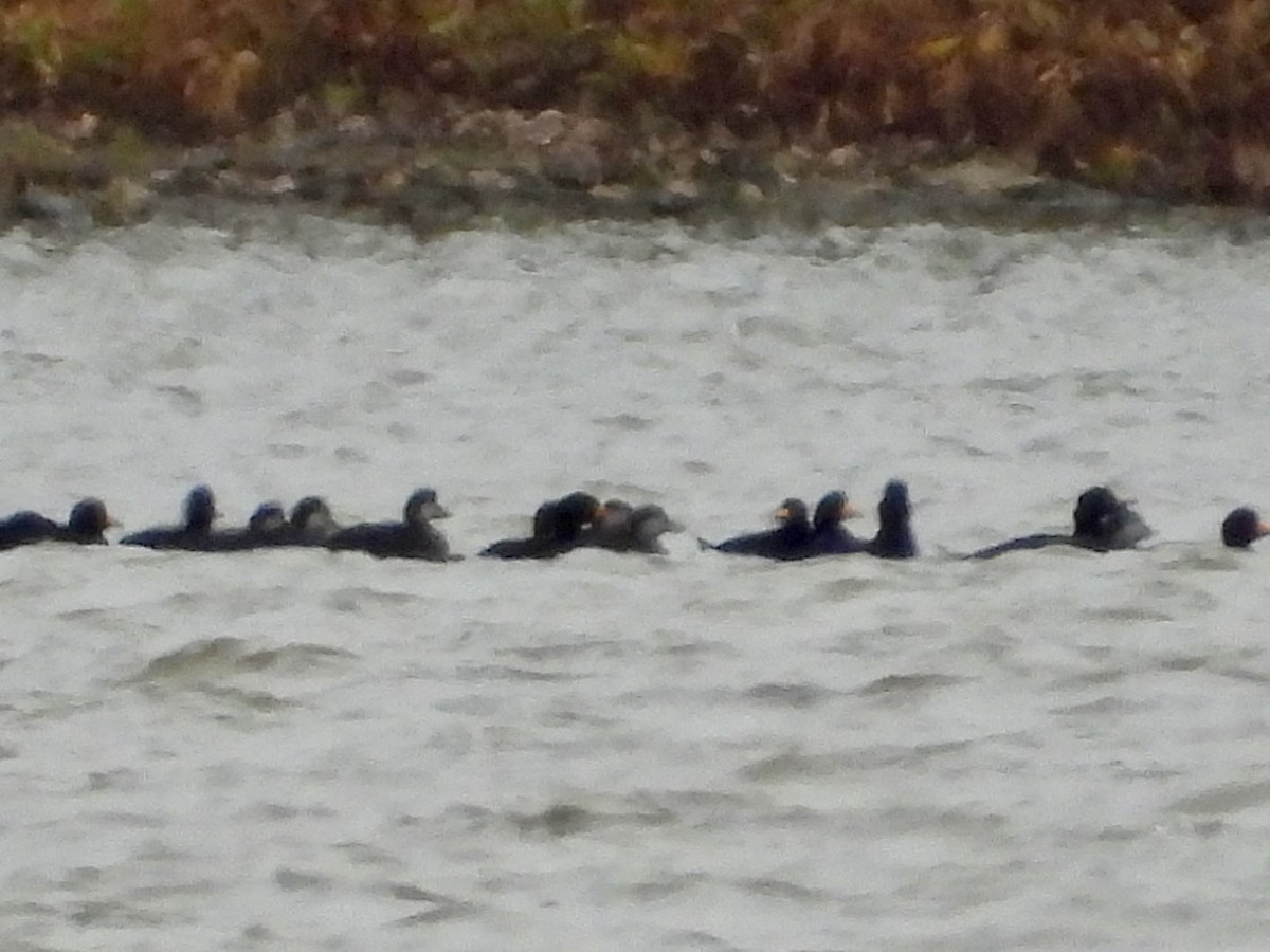 Ahatebeltz amerikarra - ML644555659