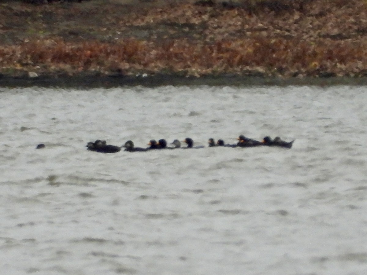 Ahatebeltz amerikarra - ML644555660