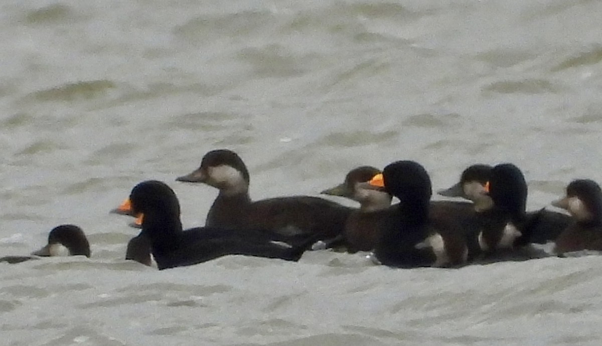 Ahatebeltz amerikarra - ML644555661