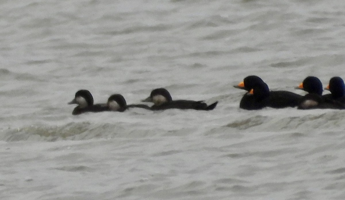 Ahatebeltz amerikarra - ML644555662