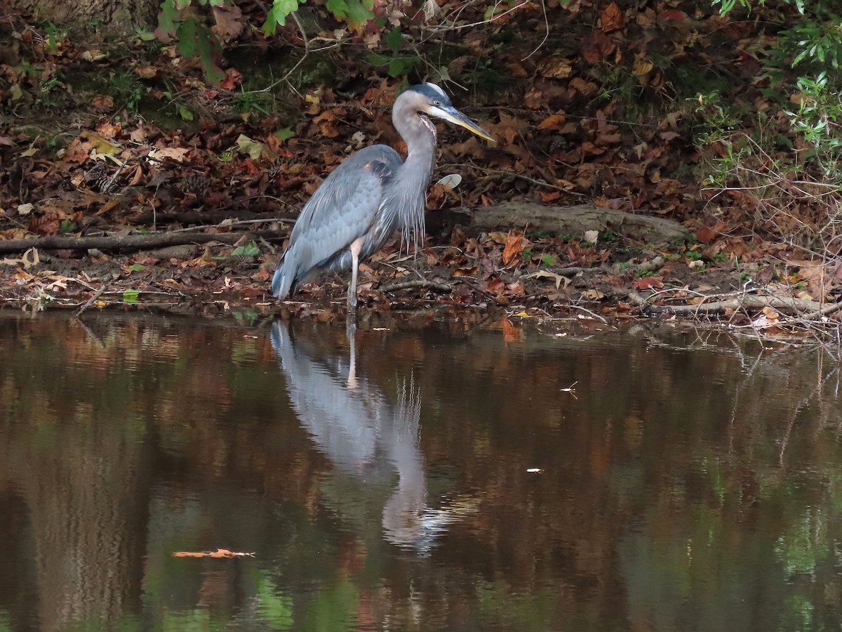 Great Blue Heron - ML644555663