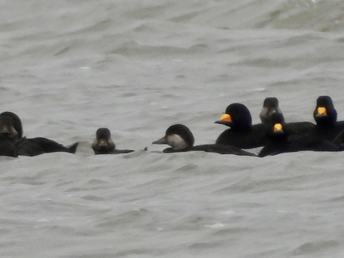 Ahatebeltz amerikarra - ML644555664