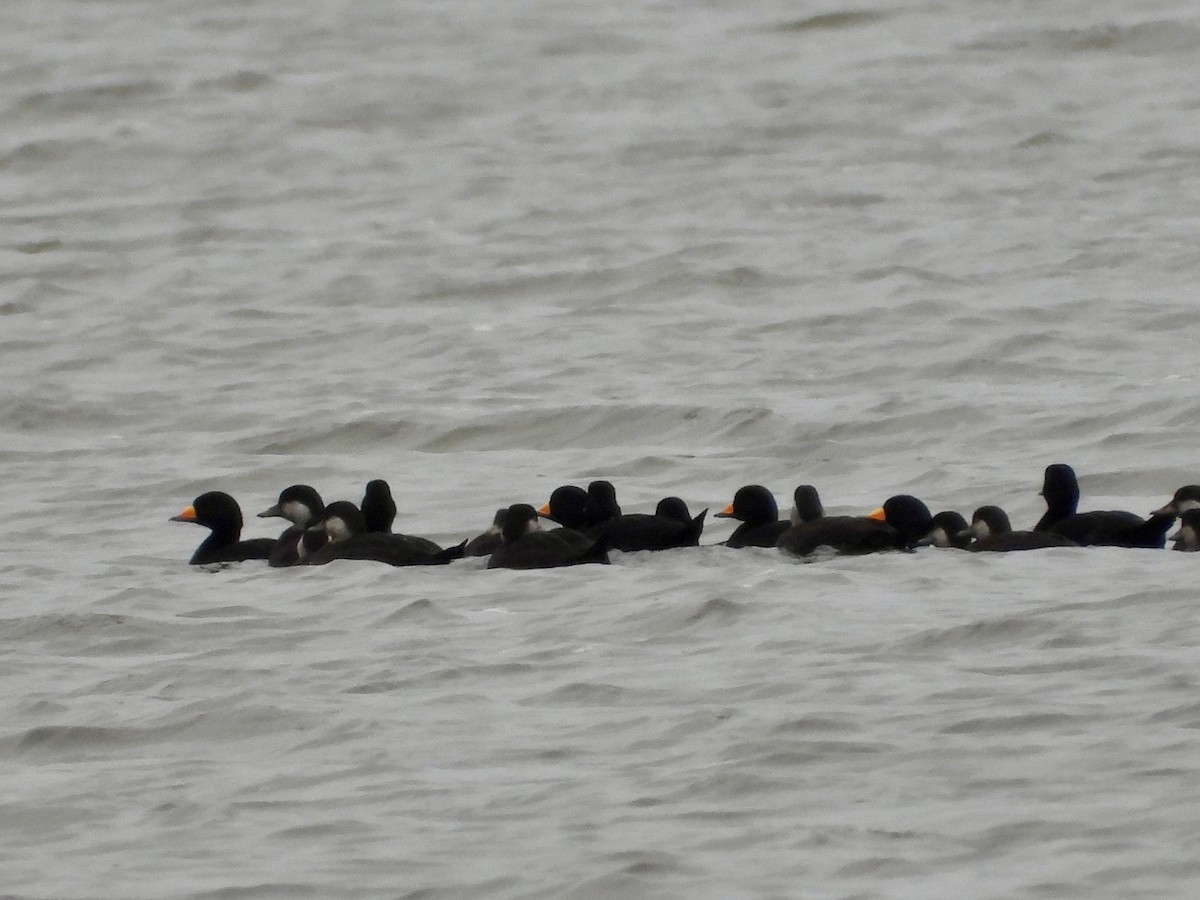 Ahatebeltz amerikarra - ML644555665