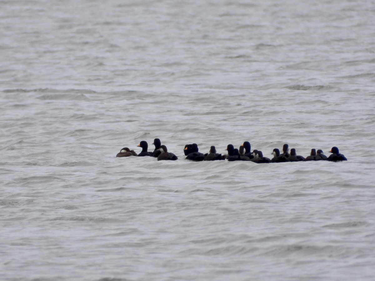 Ahatebeltz amerikarra - ML644555666