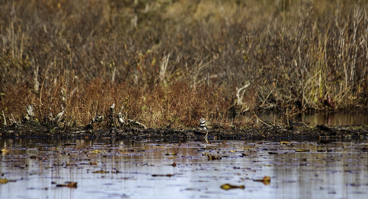 Killdeer - ML644555675