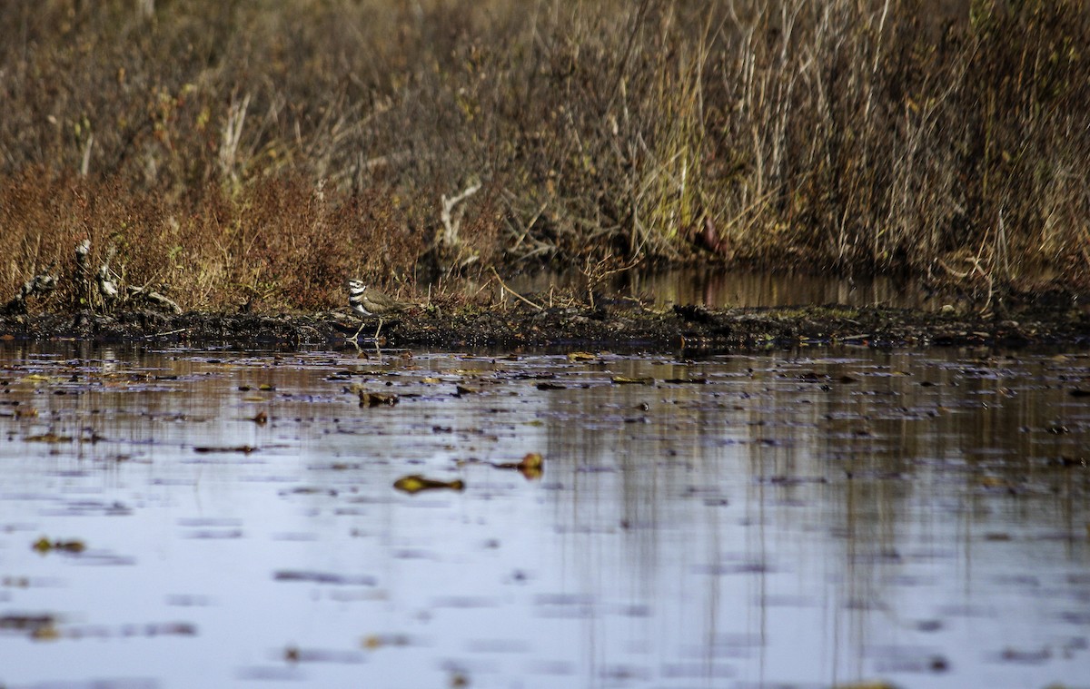 Killdeer - ML644555676