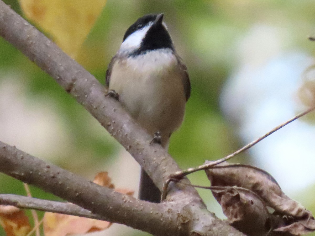 Carolina Chickadee - ML644555678