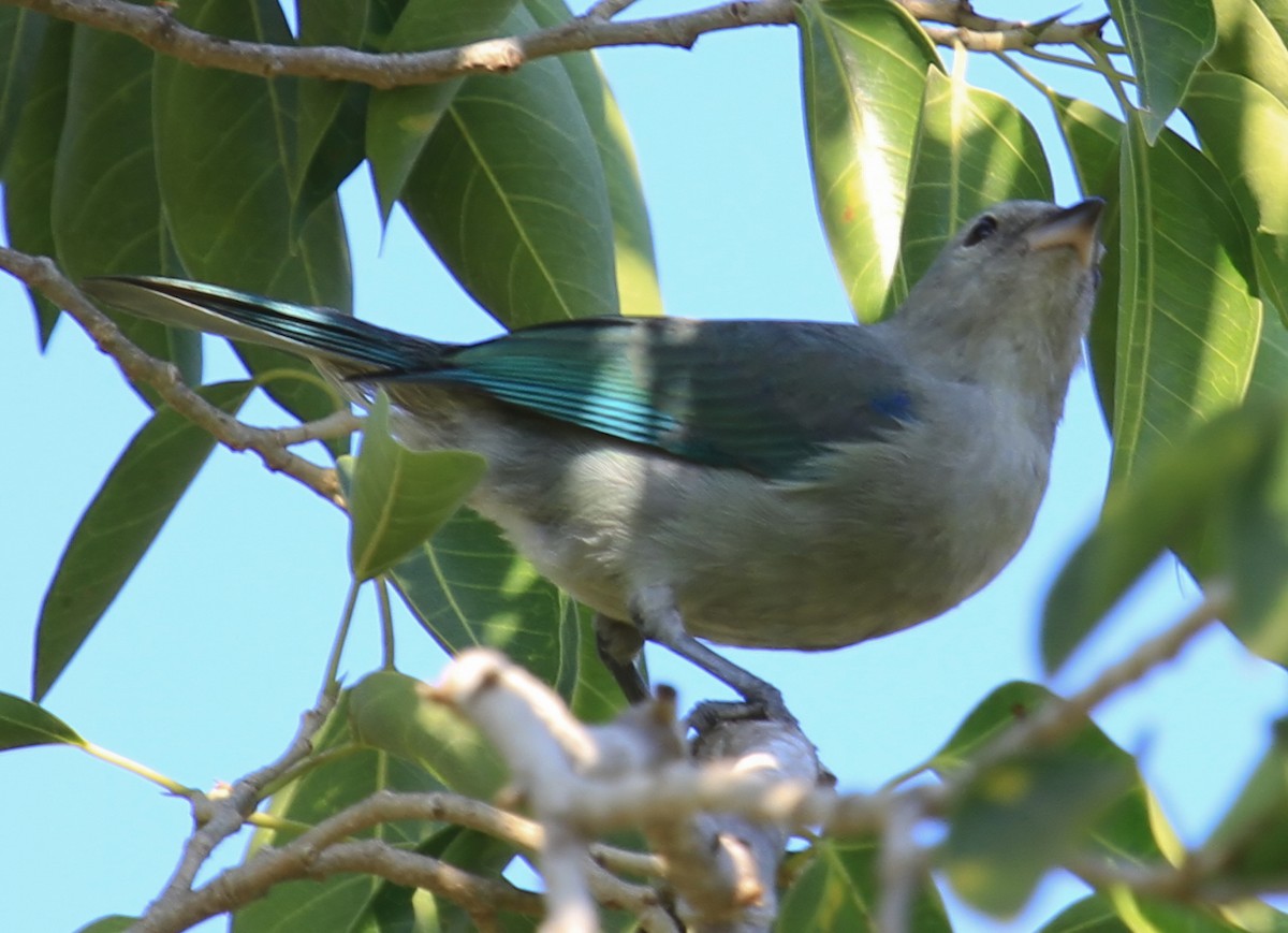 Blue-gray Tanager - ML644555682