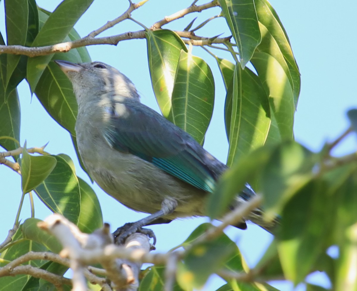 Blue-gray Tanager - ML644555683
